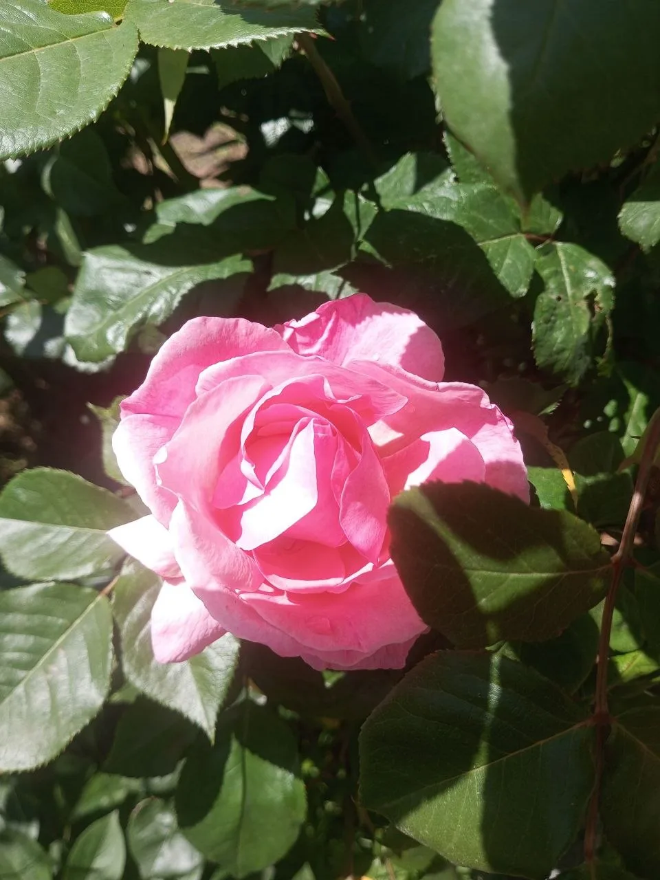 🌺Пока вы вовсю отдыхаете и строите планы на грядущую неделю, мы продолжаем цветочные выходные.  Ваше