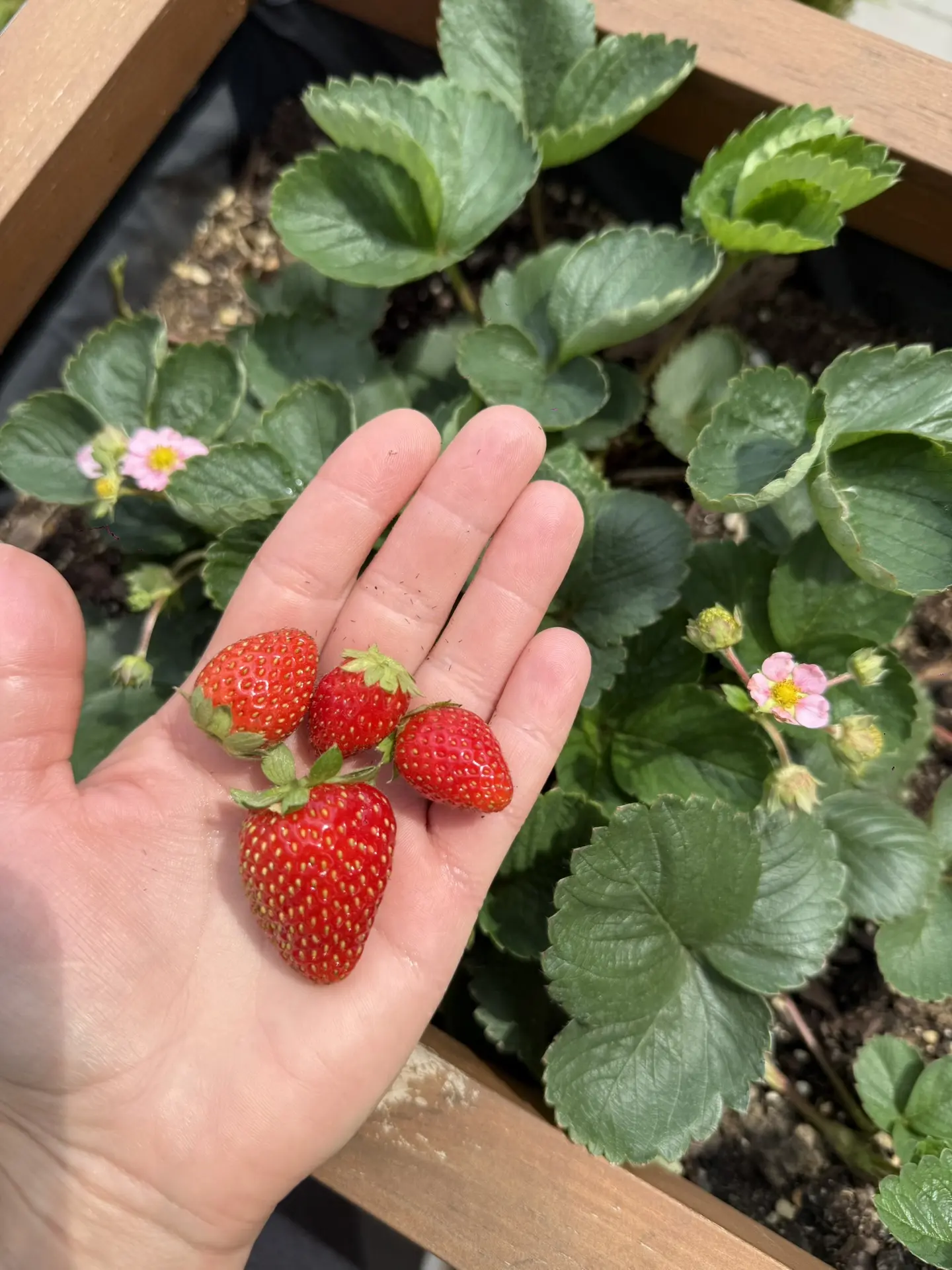 Доброго дня, мои дорогие! 🌸

Утро для меня начинается с маленького удовольствия — сочных, спелых яг