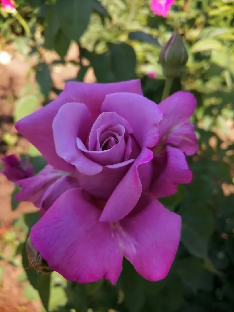 Фиолетовые и белые: розы из сада Татьяны Лебедевой 🌹💜🤍

Наша подписчица Татьяна Лебедева прислала