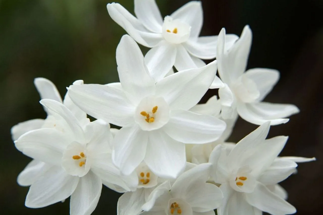 ​​Интересные факты о нарциссах 🌼