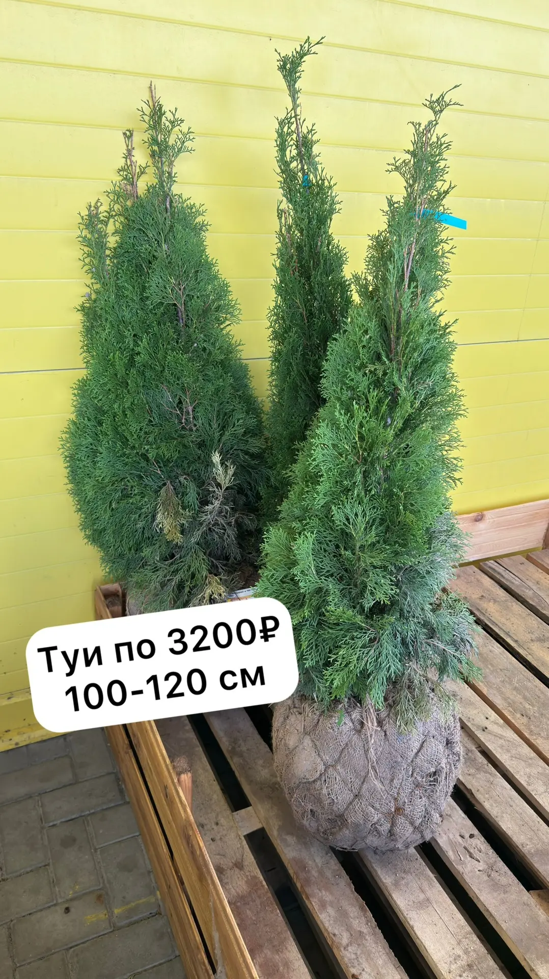 Строительный бум, у парковки, тоже продаёт хвойники: туи, сосны, ели, можжевельник. Ещё гортензии ме