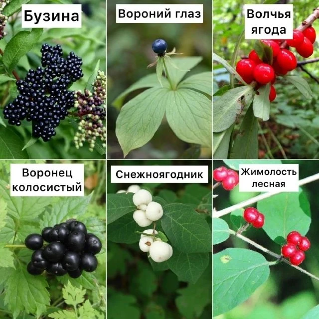 Мы с ребятами провели беседу о безопасности летом.
