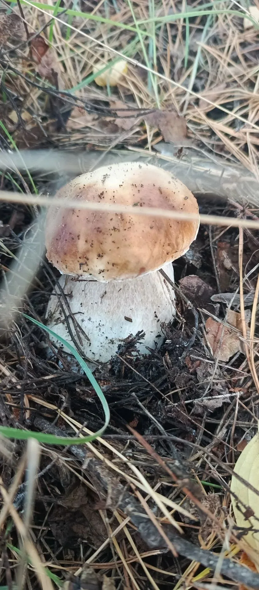 Дары Воронежских лесов. 🍄‍🟫🍄‍🟫🍄‍🟫