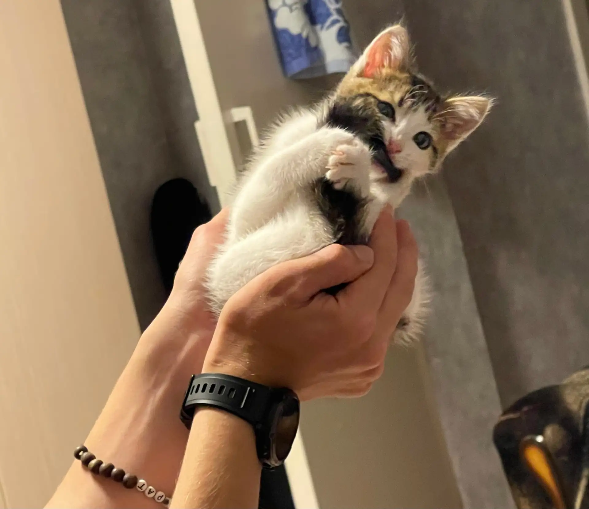 Отдам котенка, мальчик, 2,5 месяцев примерно, ходит в лоток.