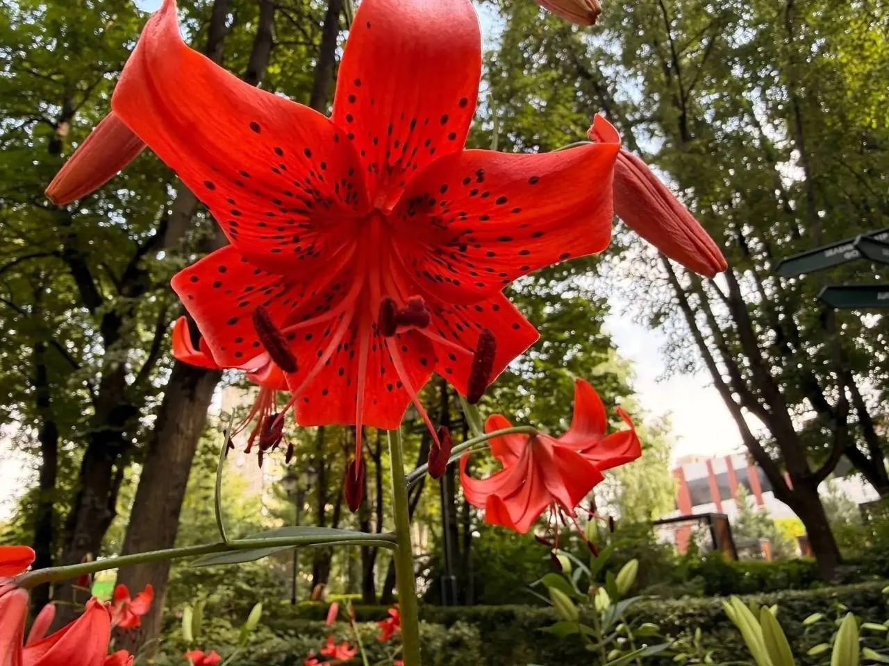Роскошная тигровая лилия в зелени Бабушкинского парка 🌺