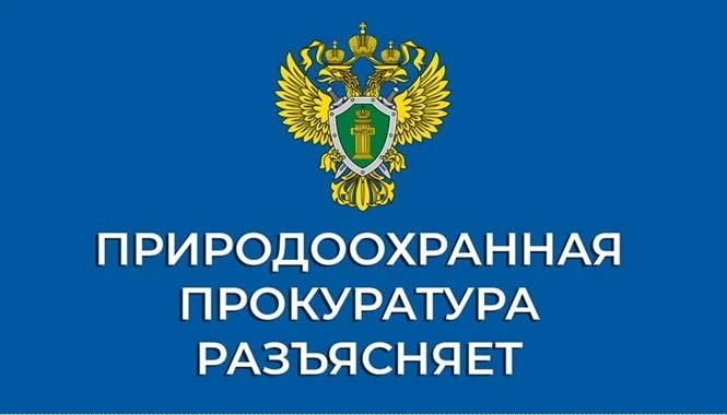 Саратовская межрайонная природоохранная прокуратура разъясняет

Письмом Рослесхоза от 29.10.2025 N В