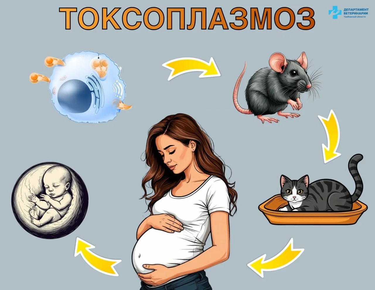 ❗Токсоплазмоз — опасное заболевание, вызываемое одноклеточным паразитом Toxoplasma gondii.