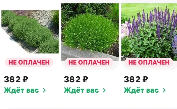 Меня ждут саженцы и сад. Подрастает рассада томатов, баклажанов, мангольда.