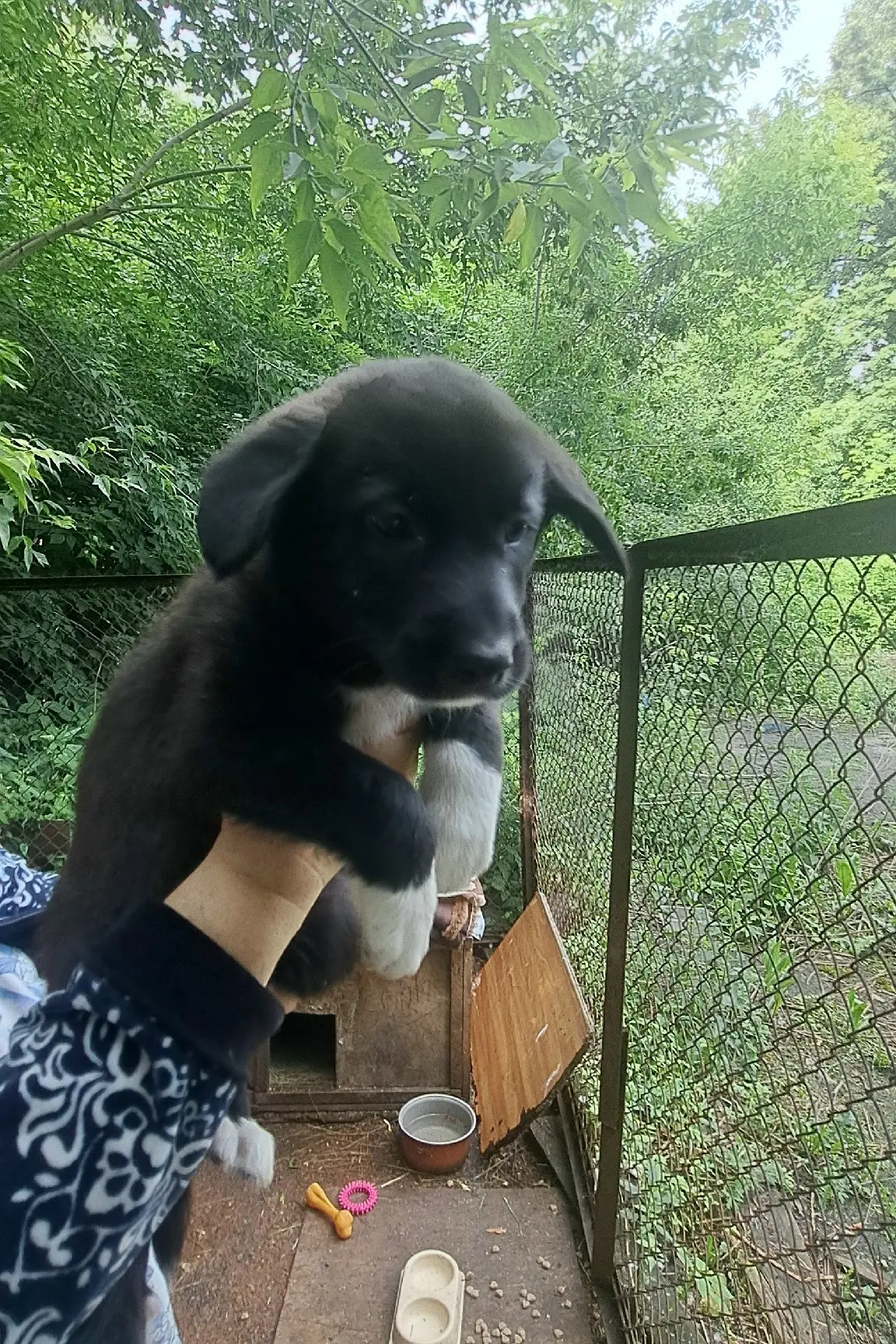 Всем привет!!🐕🐶🐕🐶
помните я выкладывала пост о спасении 4 щенков из колодца,рождённых
 1 мая,так