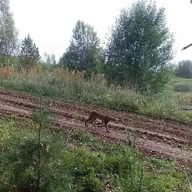 😂 Рысь решила полюбоваться лесами нашей области