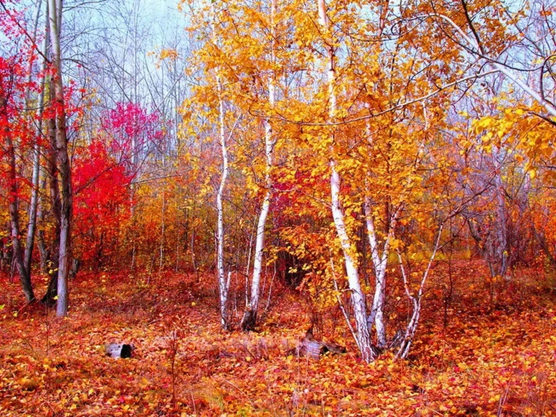 🌬 Астафий Ветряк: день, когда ветер всё решает 🌬