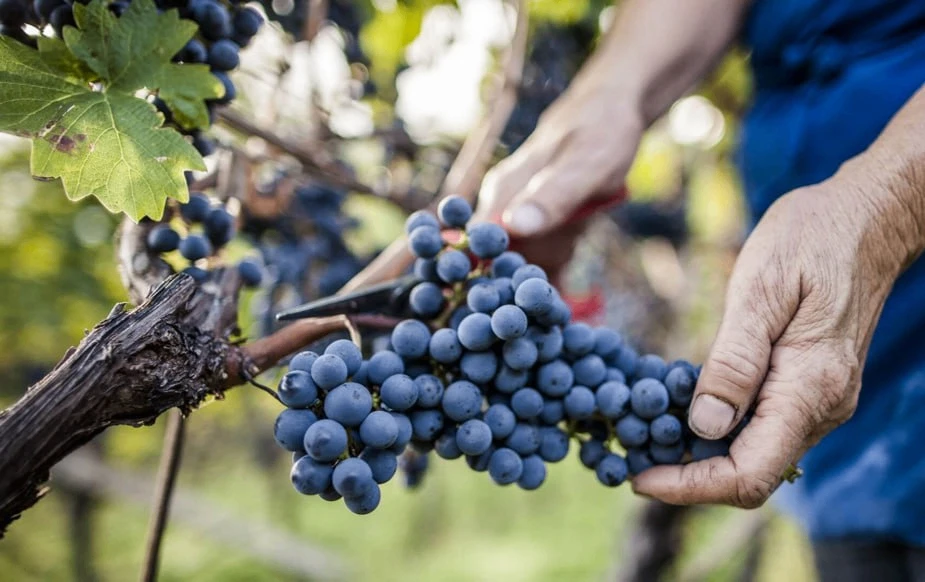 🍇 Как подготовить виноград к зиме