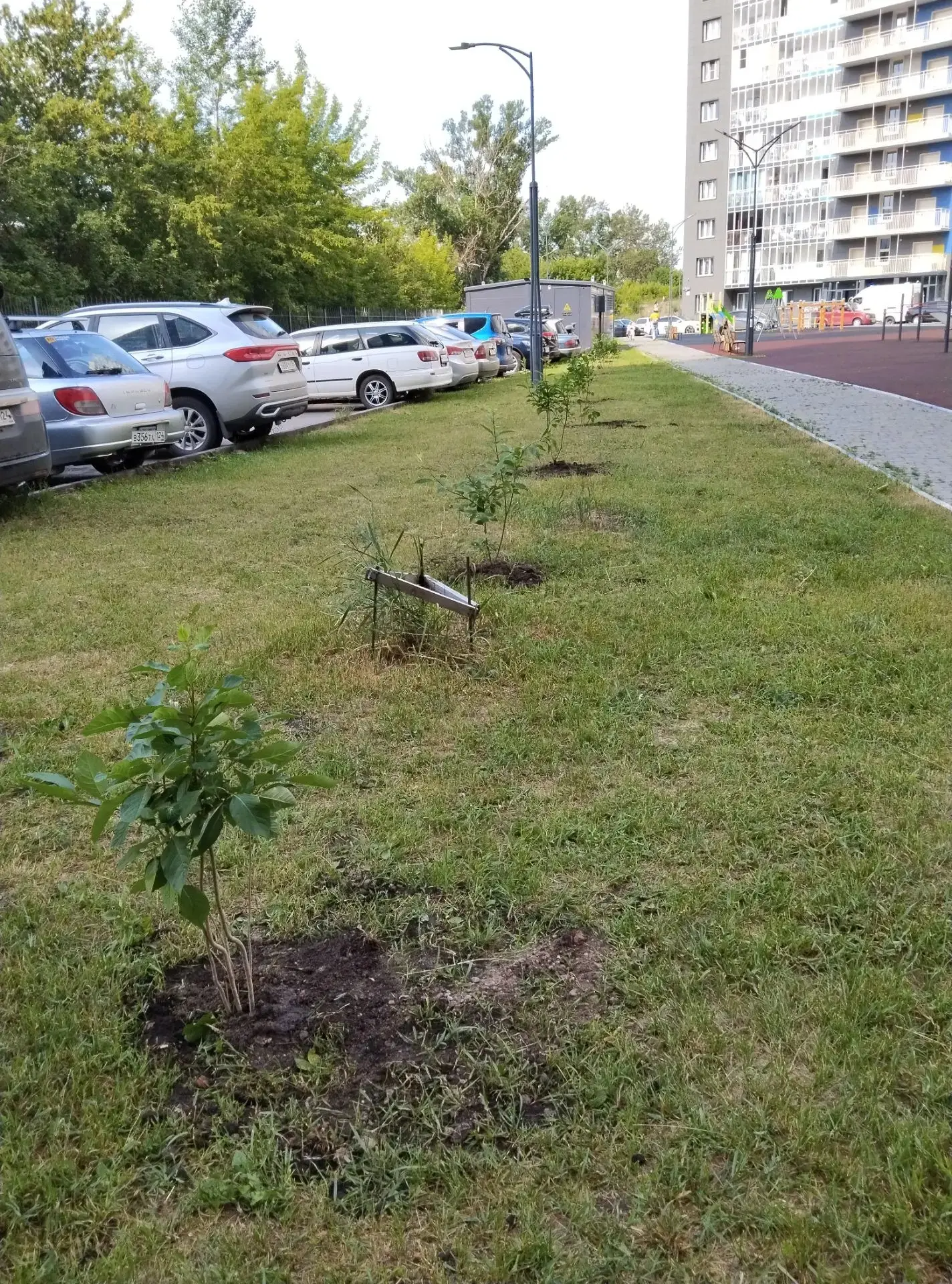 Ул. Александра Матросова, д. 34 и 40. Произвели работы по посадке сирени.🌿