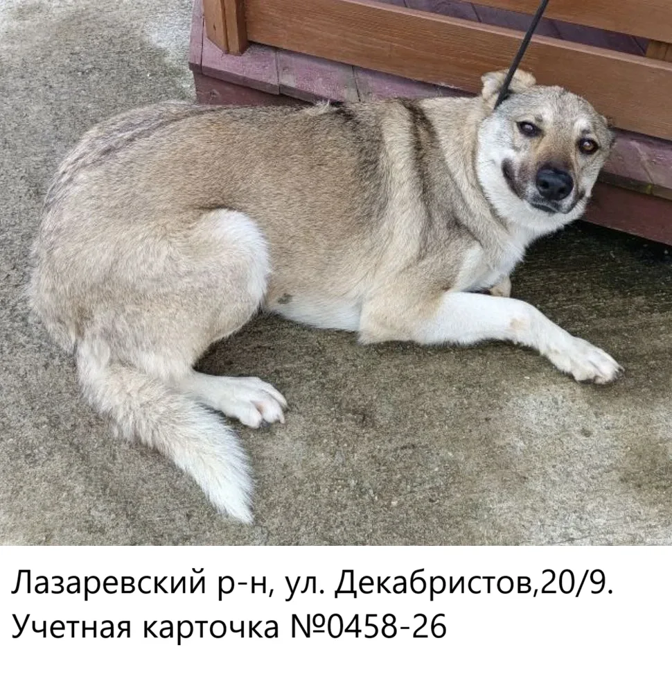 25.05.2026 был отлов собак по адресам: