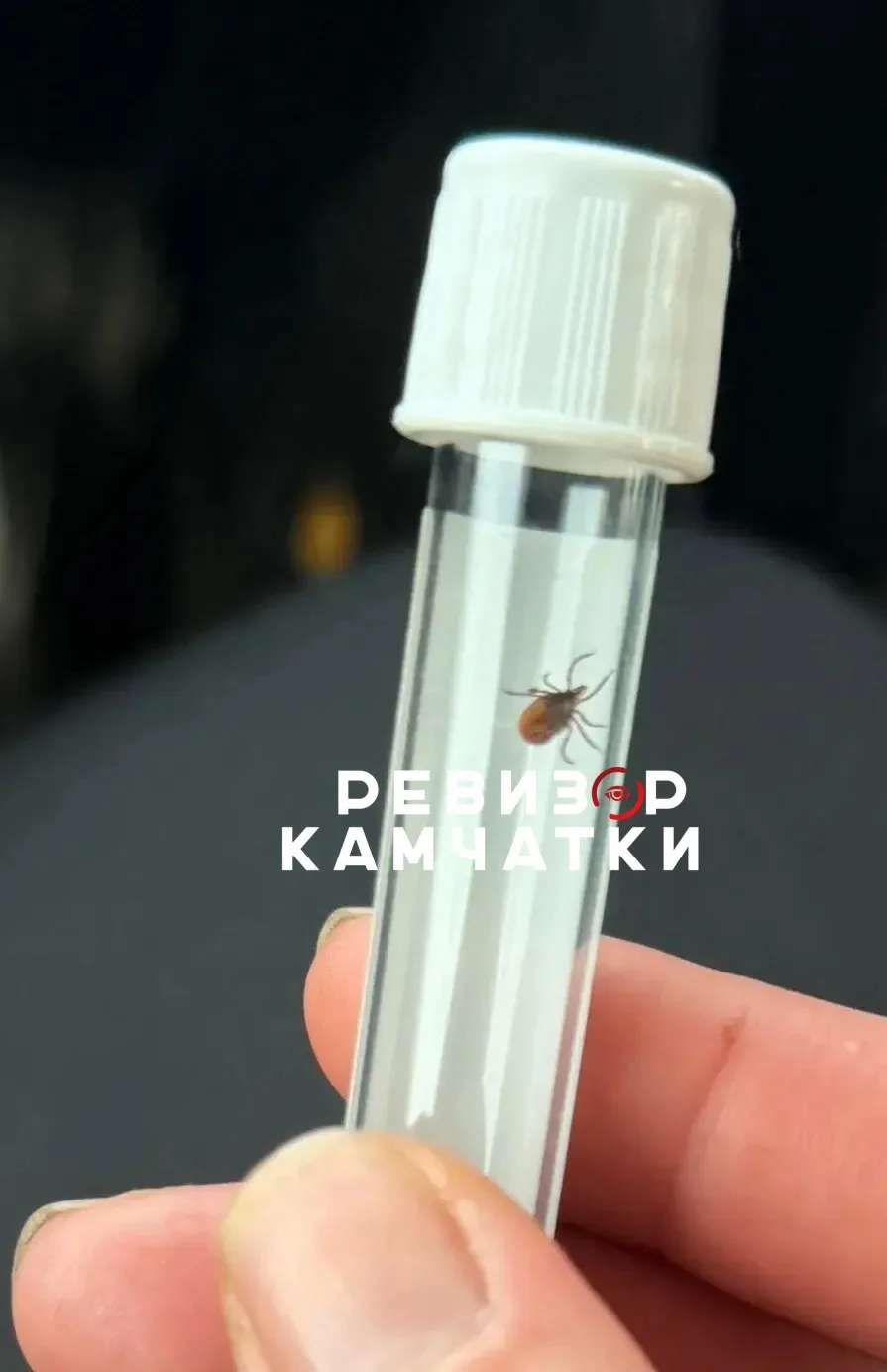 ⚡️ Клещи почти удвоили счёт: на Камчатке пострадали уже 98 человек