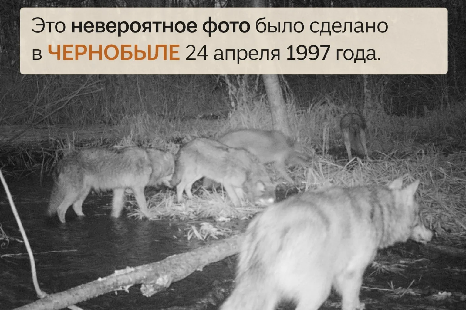 Это невероятное фото было сделано в чернобыле 24 апреля 1997 года.