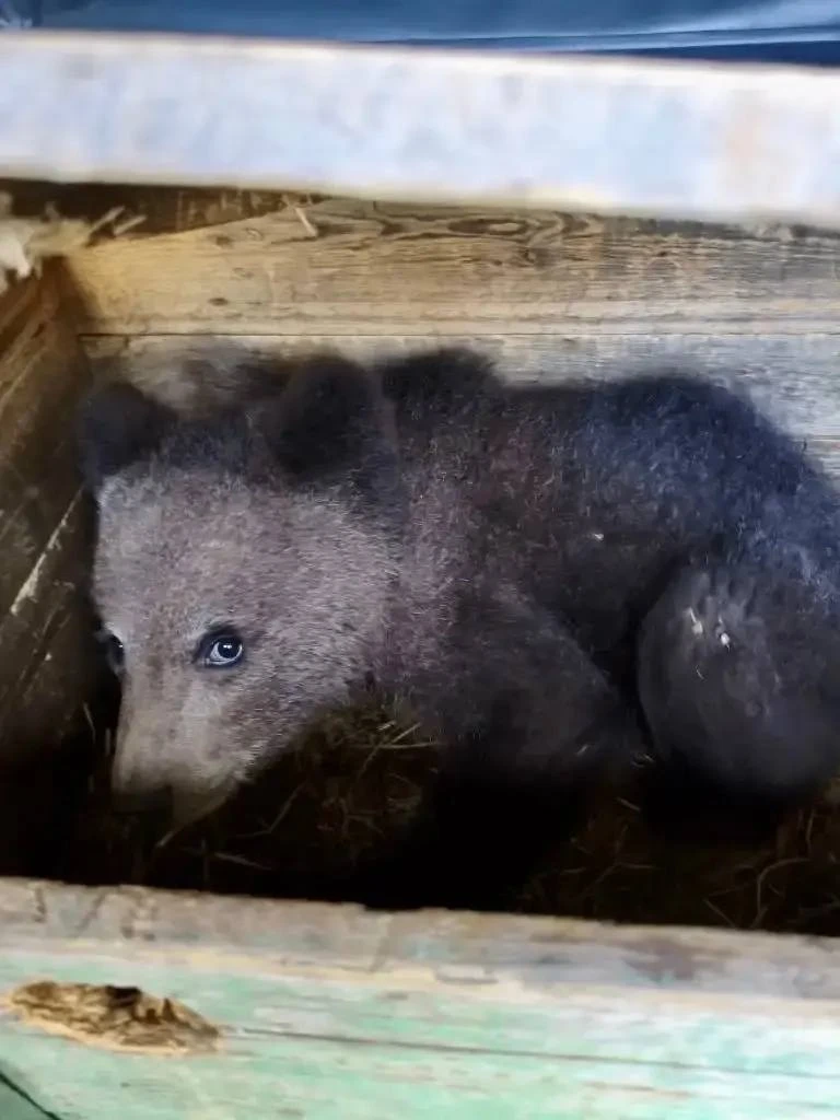 🐻 Давайте вместе выберем имя для спасённого медвежонка из Усть‑Куломского района!  Сейчас малыш в бе