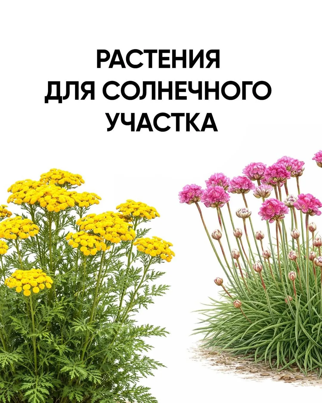 🌞 Солнце выжигает цветник? Возможно, дело в неправильном подборе растений