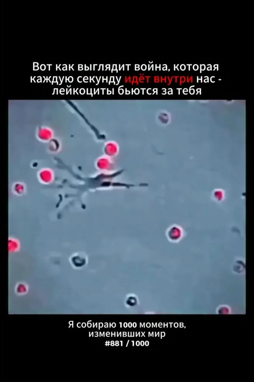 Эти кадры были сняты ещё в 1950-х годах учёным Дэвидом Роджерсом в Университете Вандерб...