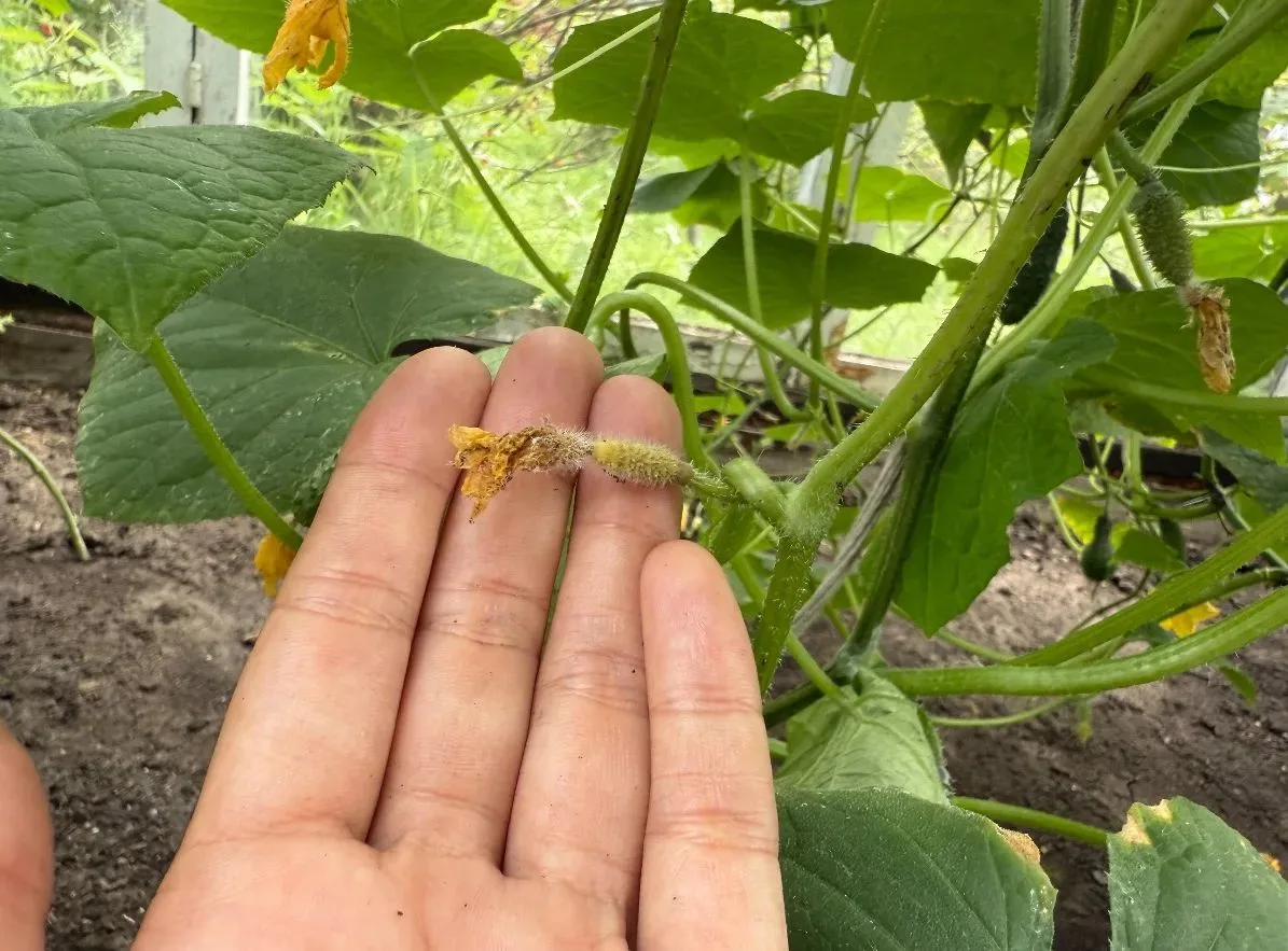 🥒 Завязи на огурцах желтеют и засыхают? 5 причин

Маленькие огурчики появились и быстро отпали? Чащ