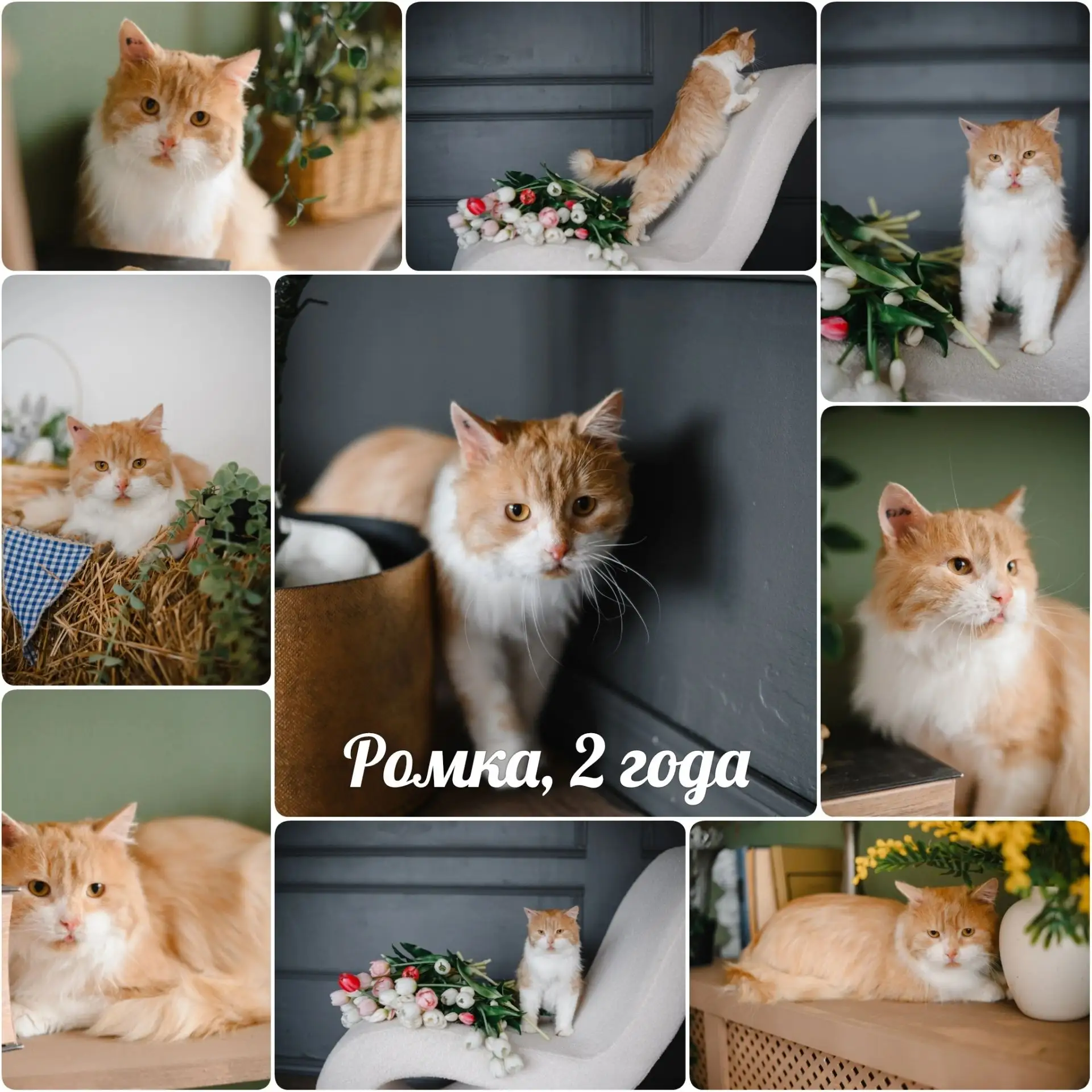 😸 Внимание: в пристрое единственный экземпляр рыжего пушистика! 😸