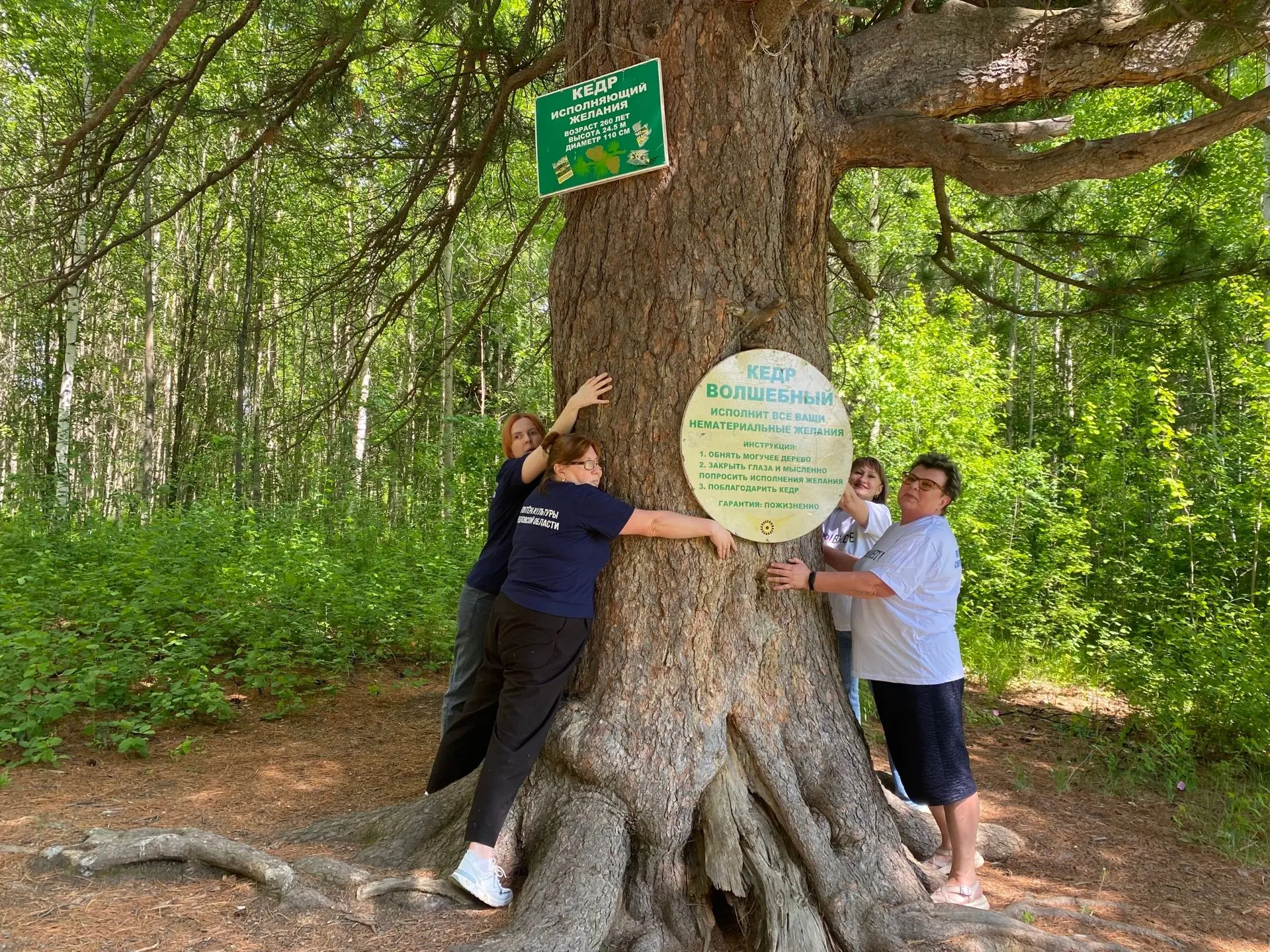 🌳 Уральский кедр борется за титул «Российское дерево года — 2026»
