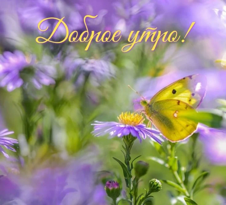 Хорошего вам дня!. 💗💗💗