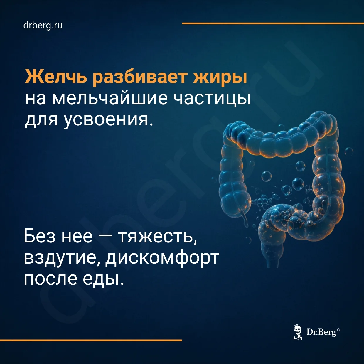 Кожа, зрение, гормоны, холестерин, пищеварение, иммунитет кишечника — все это связано с одним органо