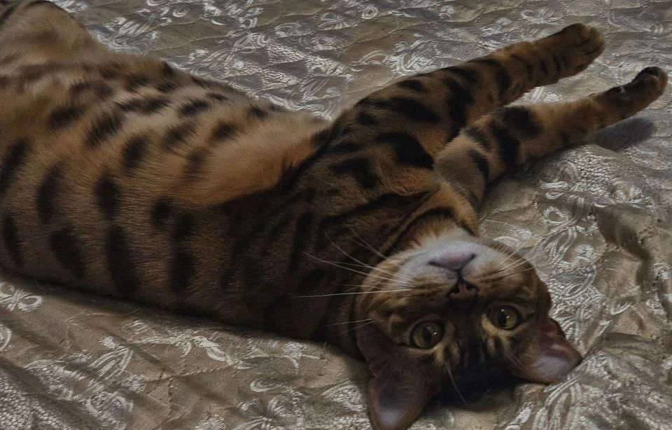 🐱 Киара