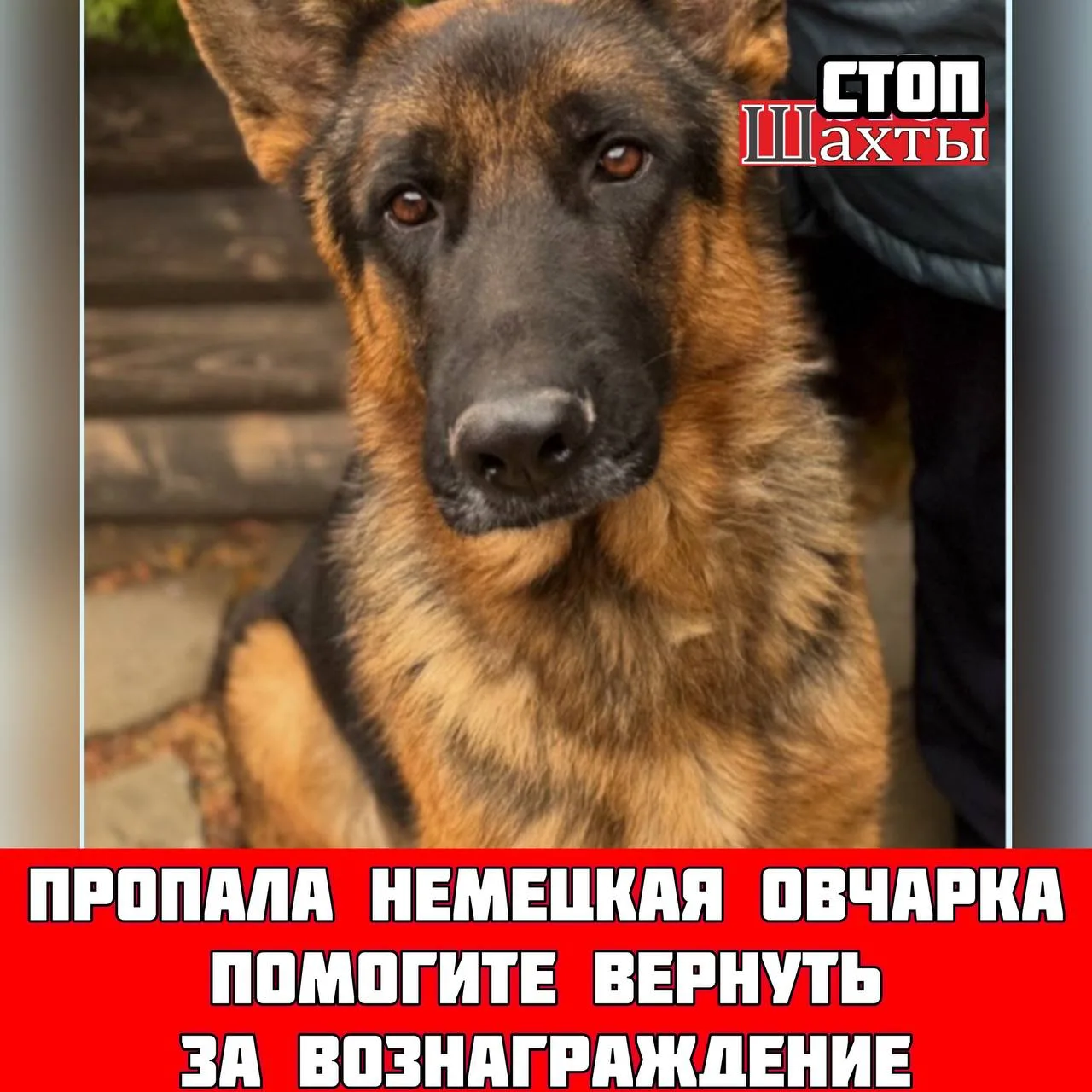 КАЖДЫЙ ЛАЙК И РЕПОСТ ПОМОЖЕТ БОЛЬШЕМУ КОЛИЧЕСТВУ ЛЮДЕЙ УВИДЕТЬ ДАННЫЙ ПОСТ  Пропала в Шахтах собака 