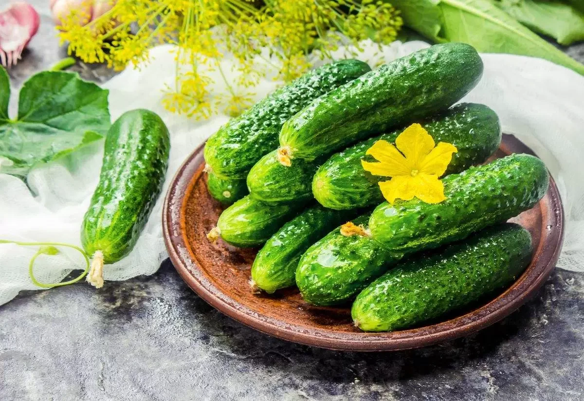 🥒🍂 Продлеваем огурцы в августе: двойная подкормка «антистресс».