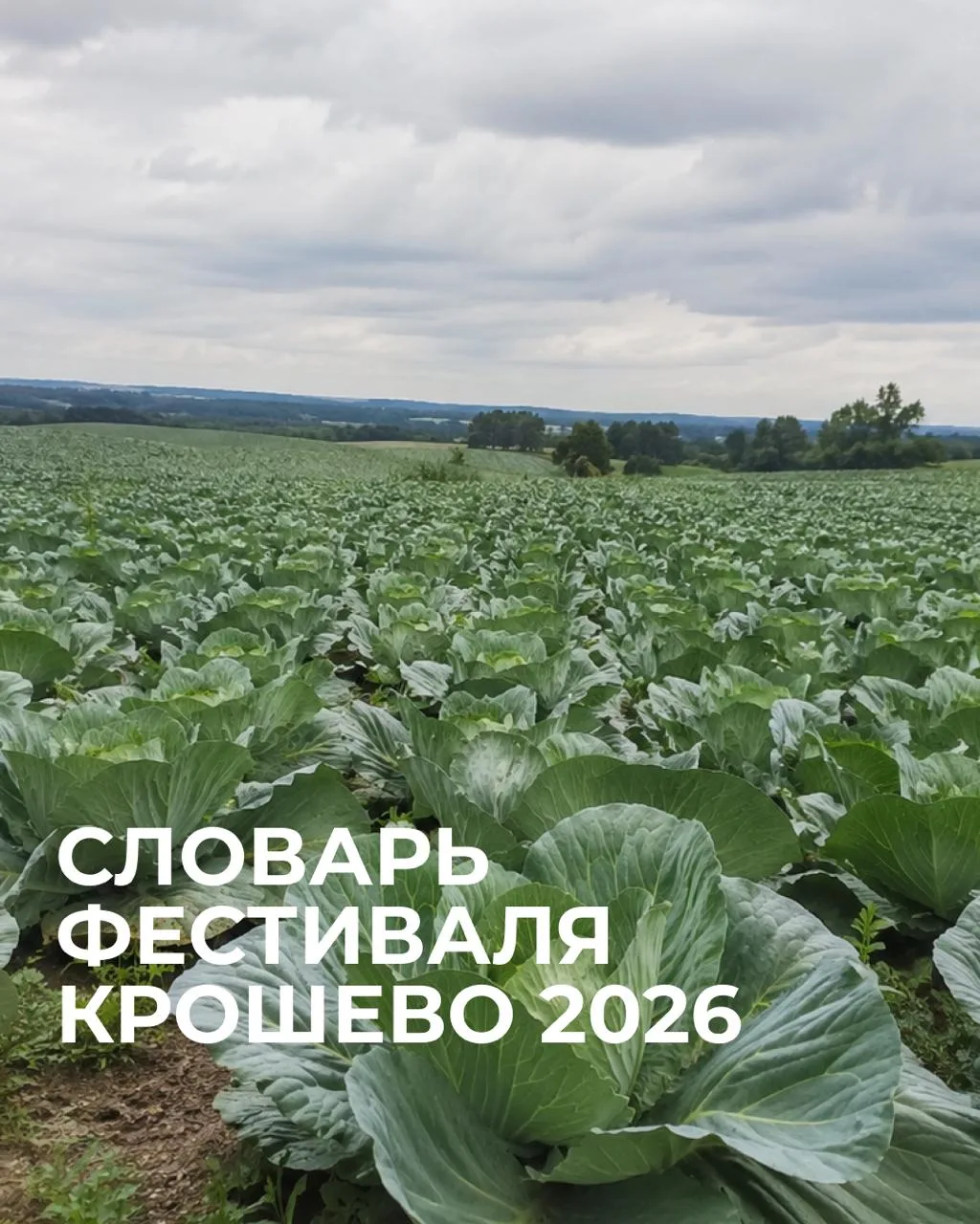 КАПУСТНАЯ АЗБУКА 🥬