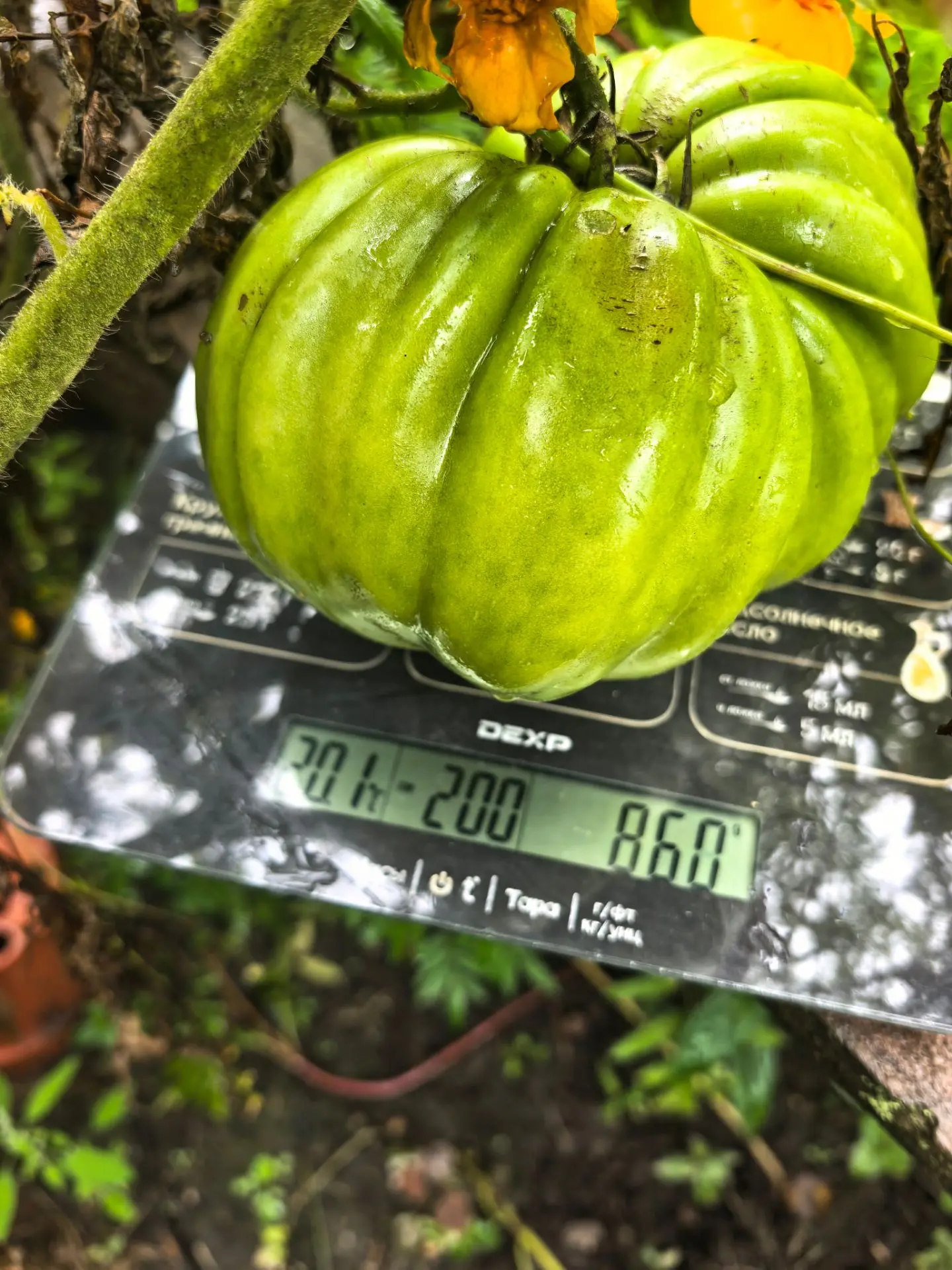 ⚠️ Осторожно, контент гигантских масштабов! Отчёт за август 🌱