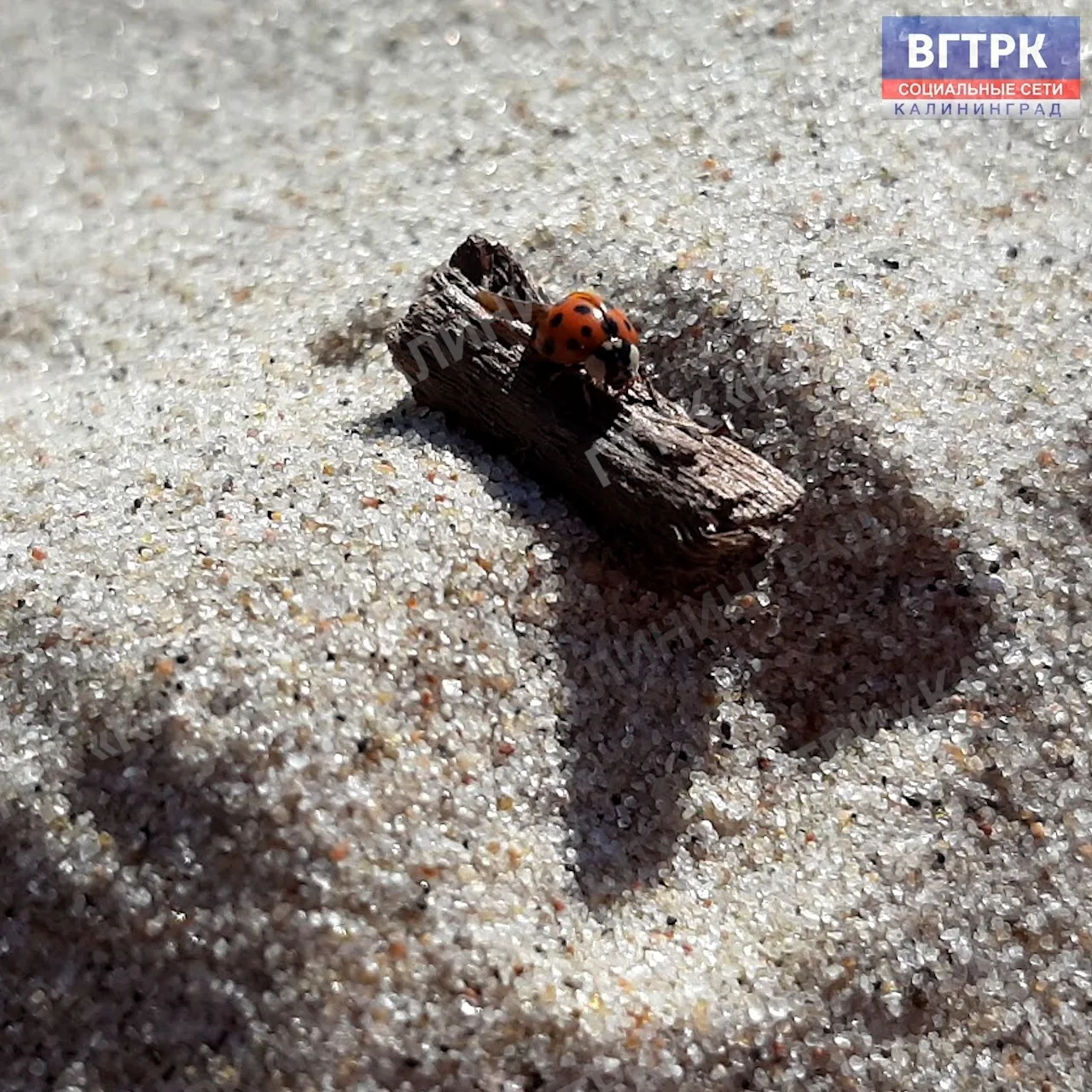 🐞 Сегодня отмечается милый и яркий праздник — День божьих коровок! 

Эти крошечные создания в пятни