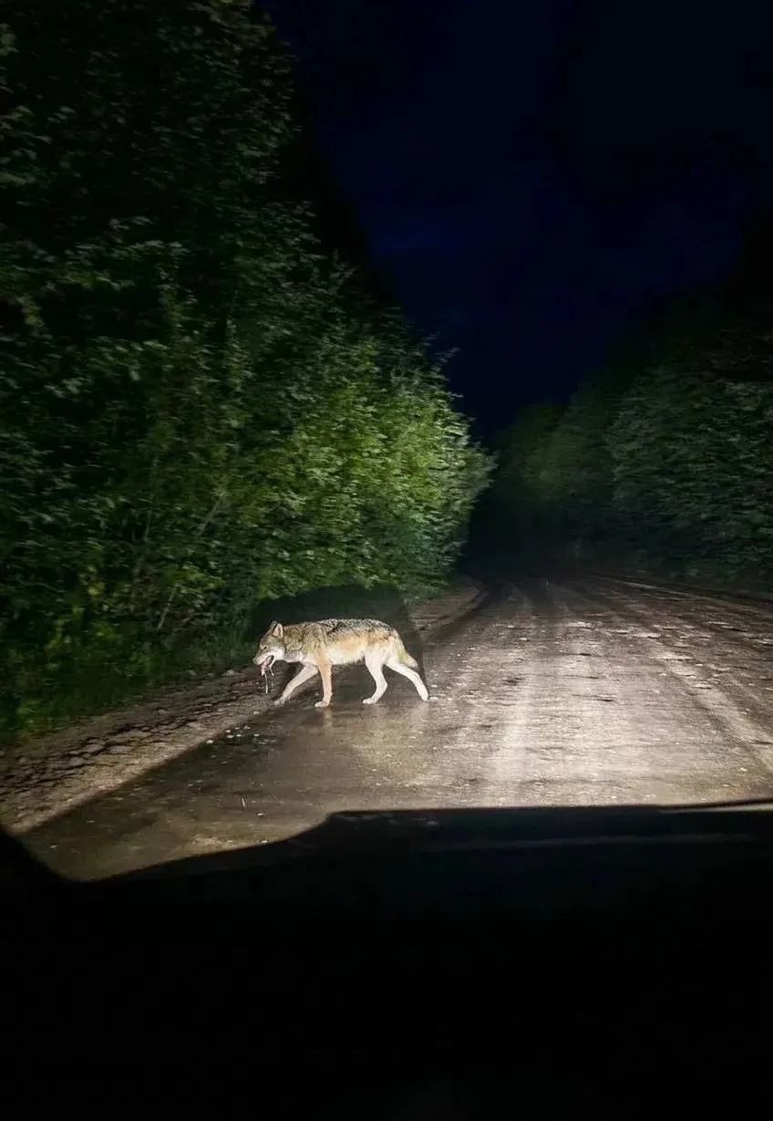 🐺 Волки всё ближе к людям