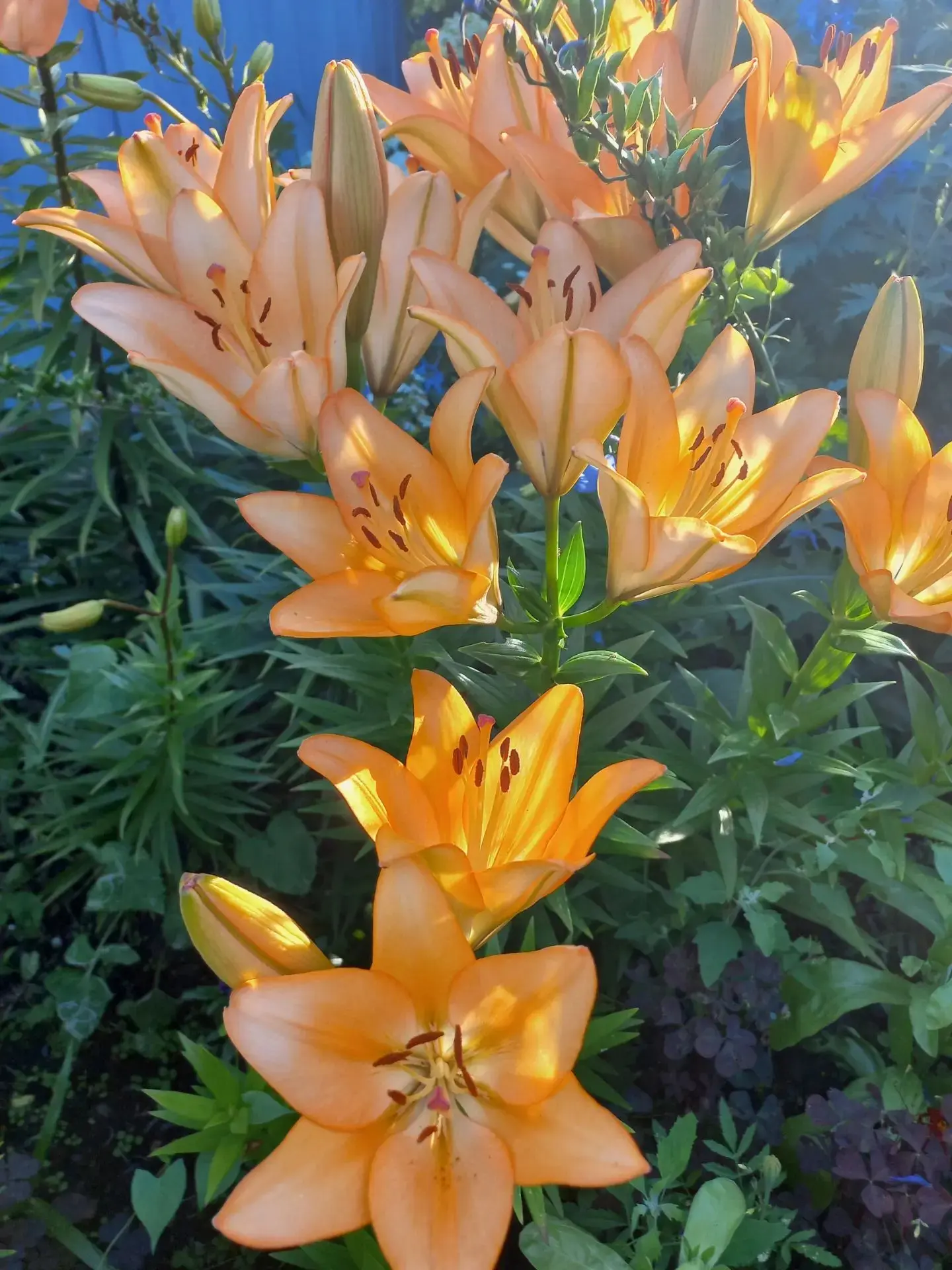 🌺🌿Яркие краски цветущего лета, ты улыбнись, посмотрев на это! 

❤️В гостях у Кузнецовой Татьяны Ев
