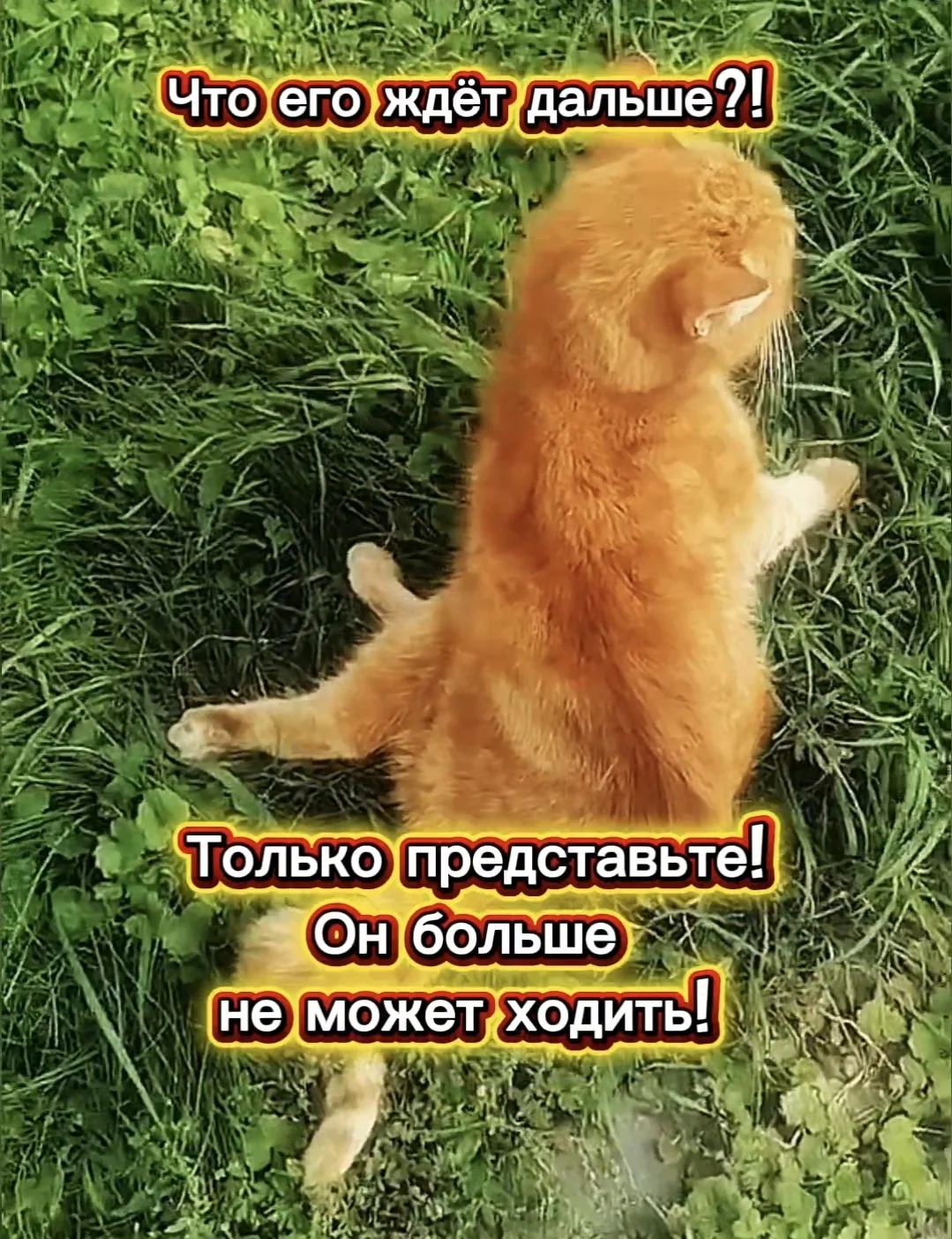 💔 Рыжик — тот самый лучик, который сейчас гаснет… ☀️