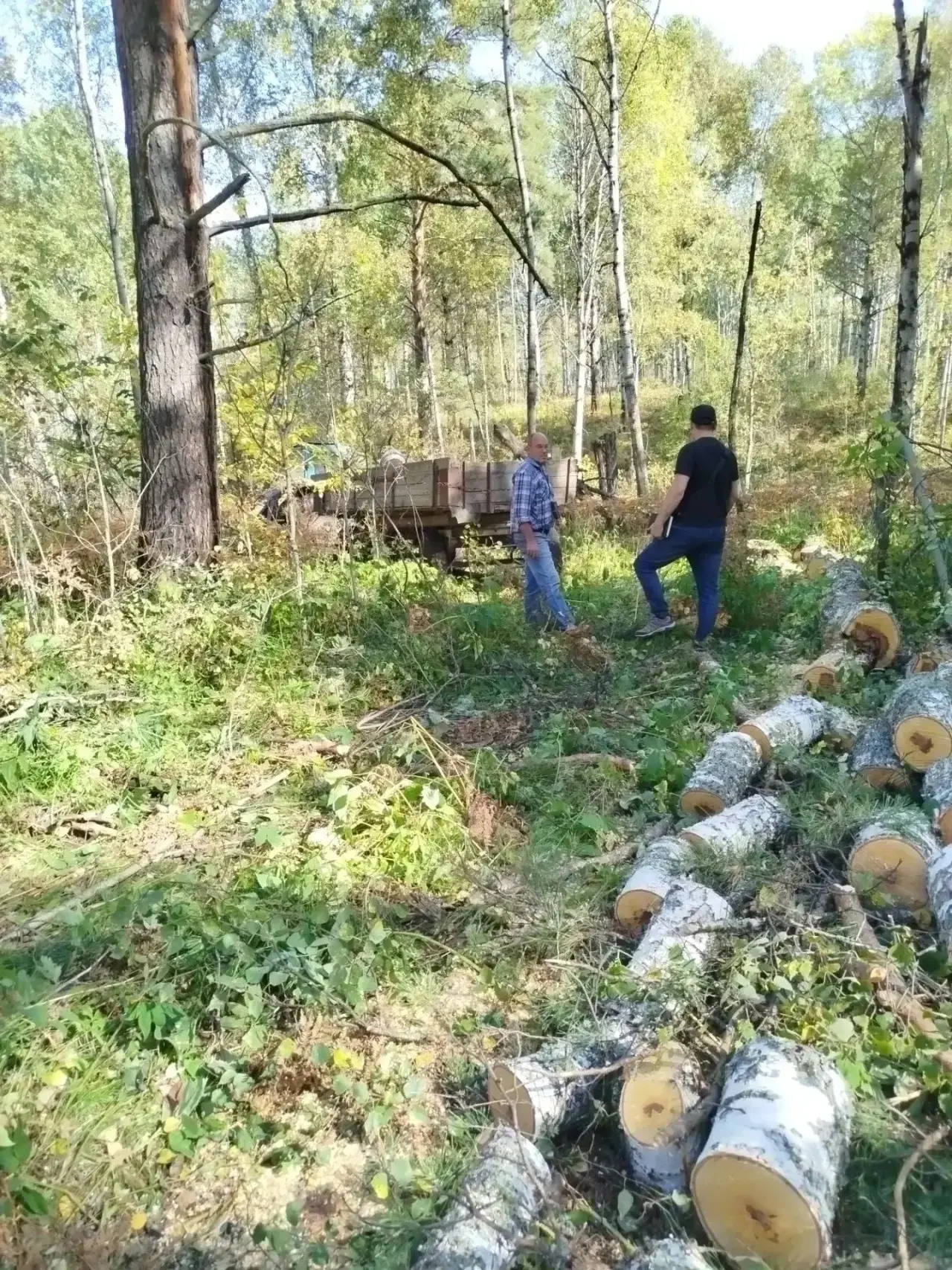 🌲 В Тяжинском округе навели порядок в лесу