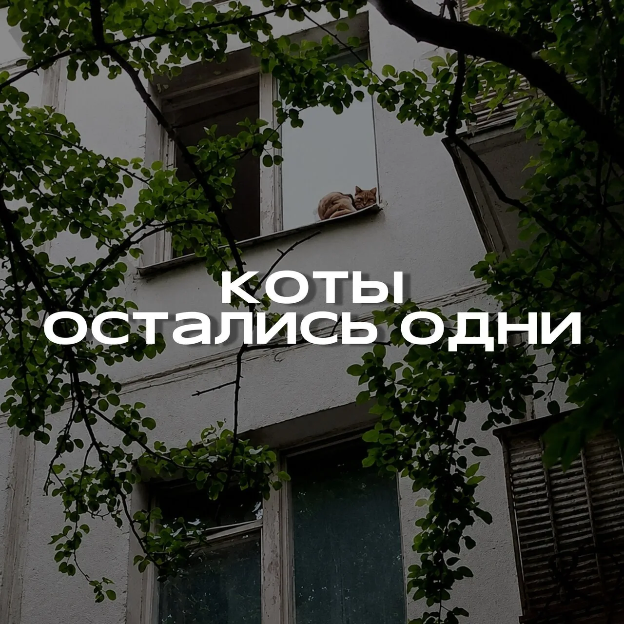 😿 Пять котов брошены в квартире на Юных Ленинцев — двое уже выпали из окон