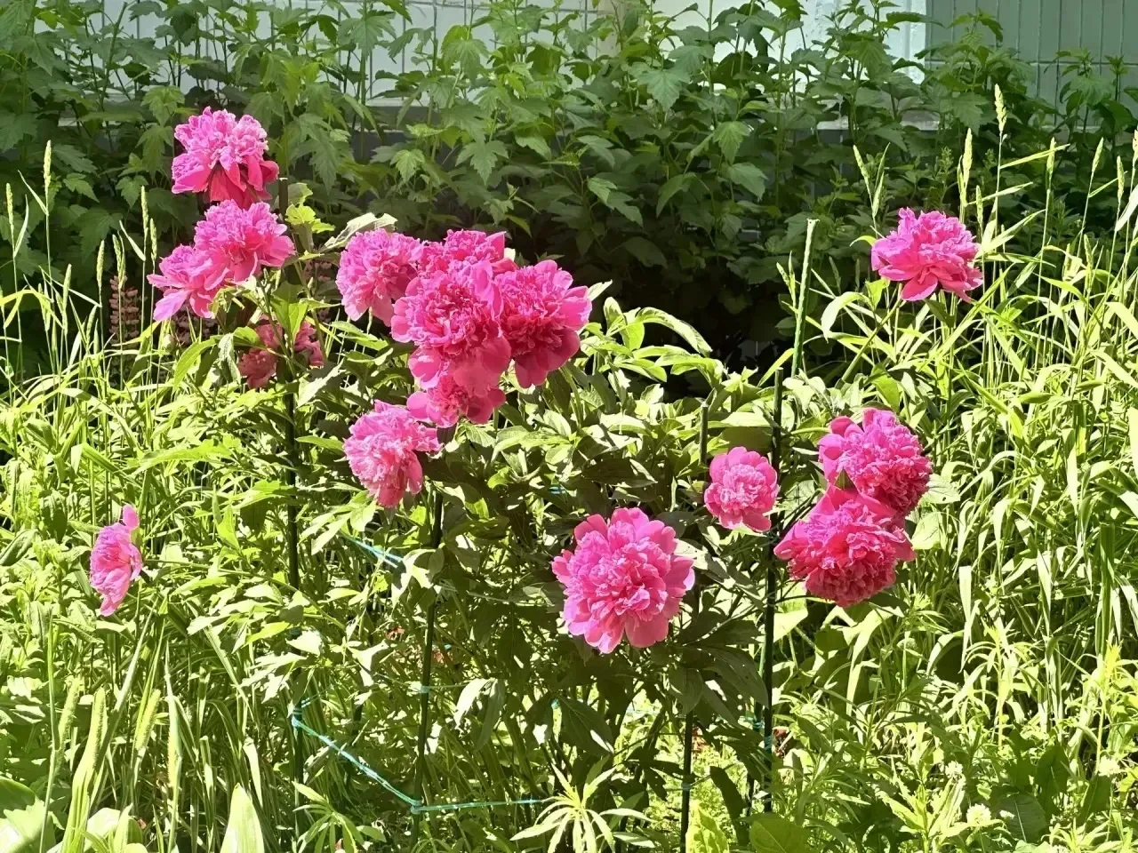 Пусть день будет таким же нежным, как эти цветы 🌸

📍Олонецкий проезд, дом 10

НашБабушкинский 
Все