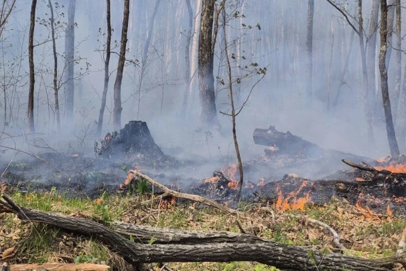 🔥 За прошедшую неделю в крае ликвидировано 26 лесных пожаров. Для их тушения было прив...