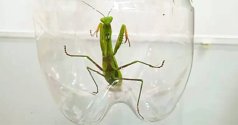 🦗 В Подмосковье всё чаще стали встречаться богомолы: их замечают в квартирах, подъезда...