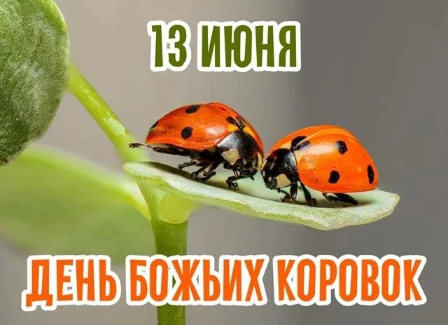 🐞Сегодня, 13 июня, свой праздник отмечает одно из самых ярких и любимых насекомых — божья коровка.
