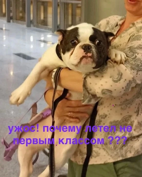 Ищем новую семью для турецкого Ветерка . 
#Ветер@sosbulldog  прилетел к нам из Турции , из их приюта