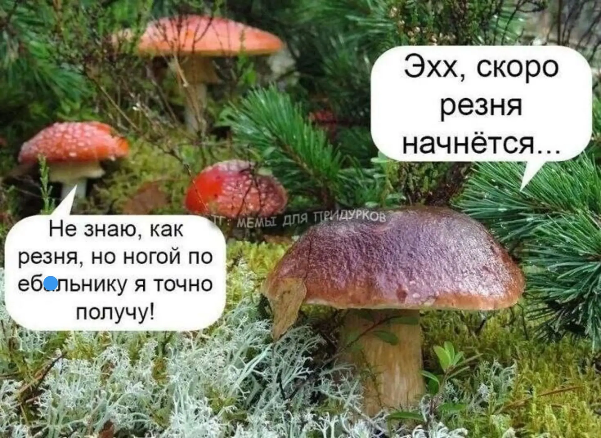 Меня поработили вчерашние грибы. Сегодня я грибная фея. Спина отваливается, в руках лёг...
