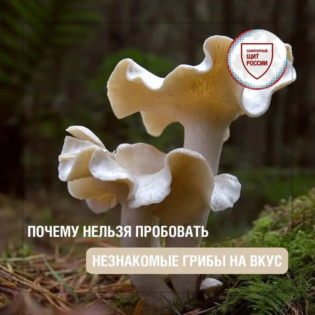 Среди любителей тихой охоты иногда встречается миф: если попробовать гриб🍄‍🟫, можно п...