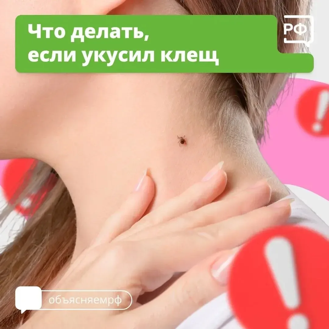 ❗️Клещ - не просто укус! 📅  С ним можно подхватить опасные болезни: боррелиоз (поражает кожу, сердце