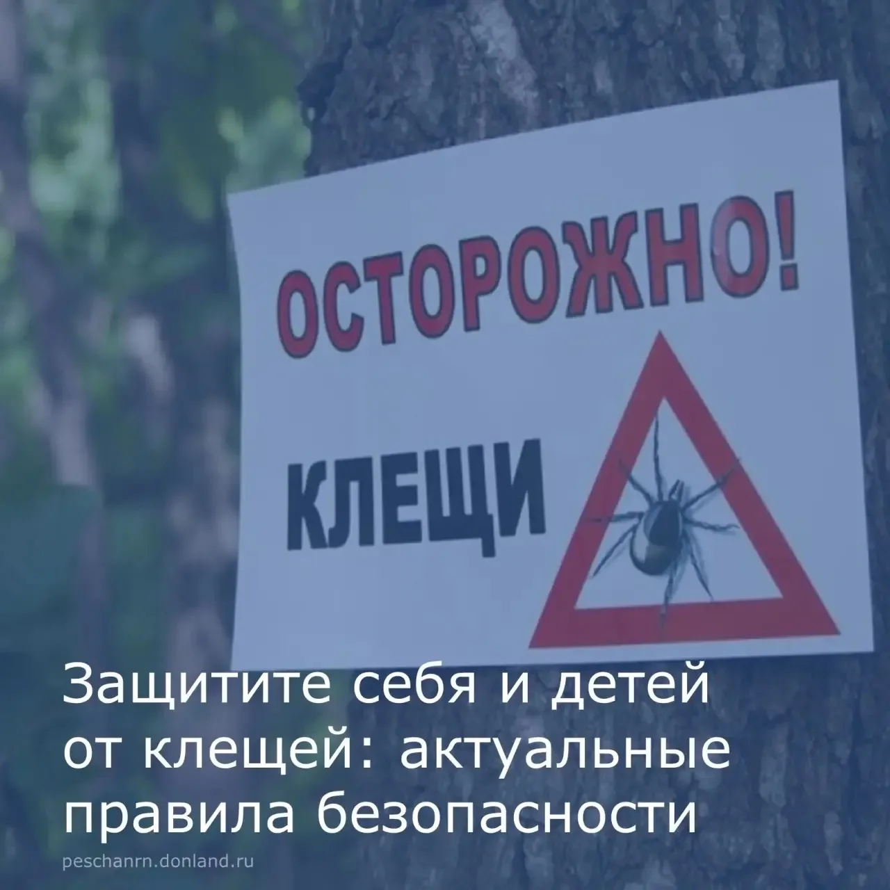 Клещи представляют серьезную угрозу для здоровья, так как являются переносчиками опасных инфекций, в
