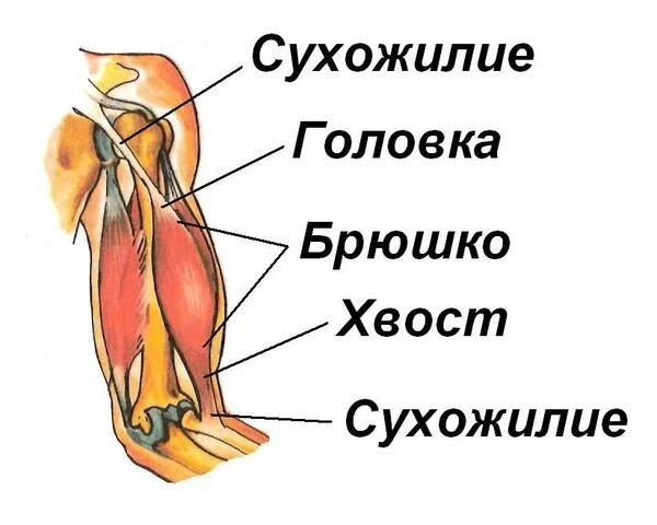 Строение скелетной мышцы