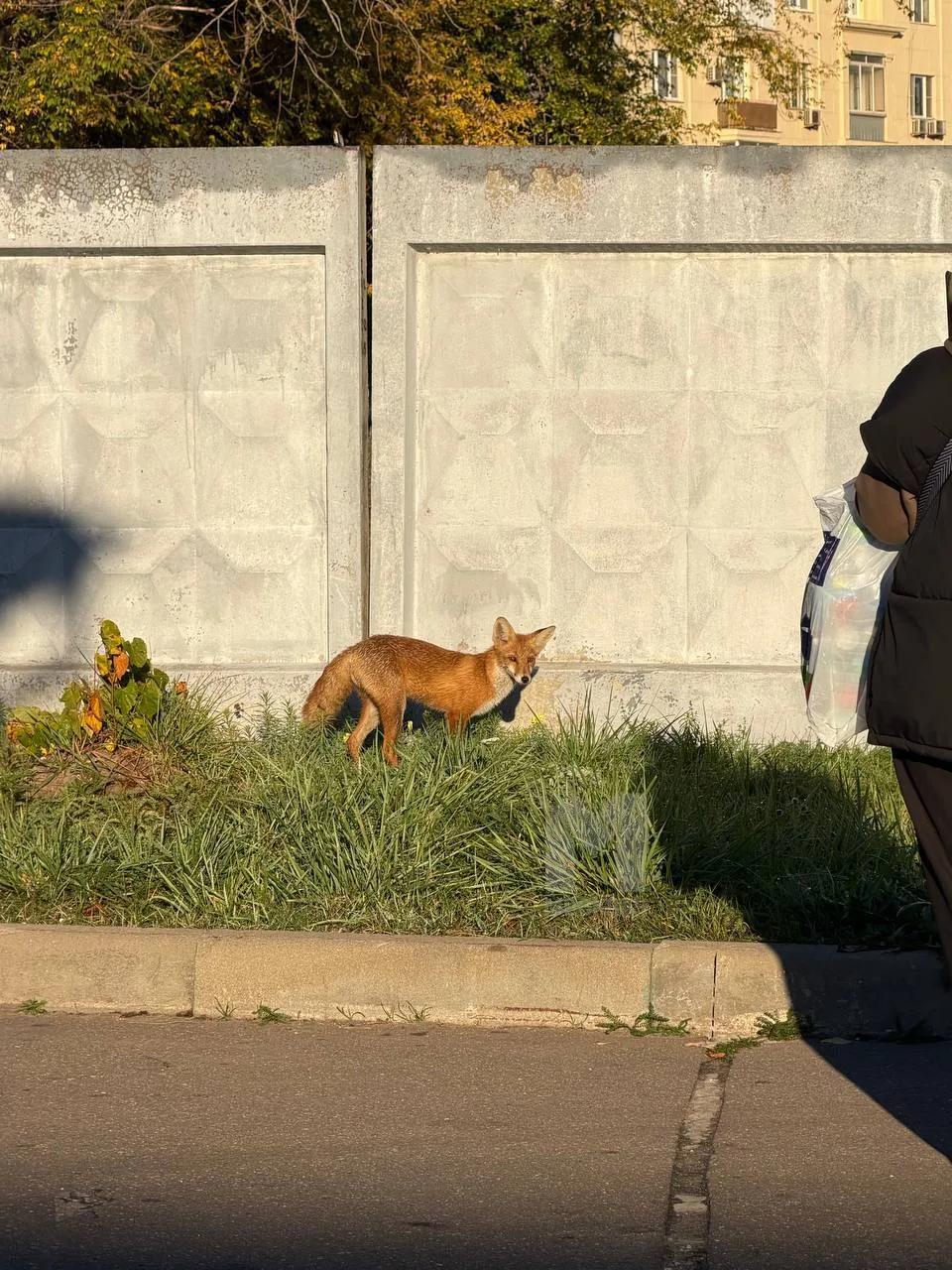 🦊 Красивую лисичку сегодня заметили подписчики Москвача в районе Фили.